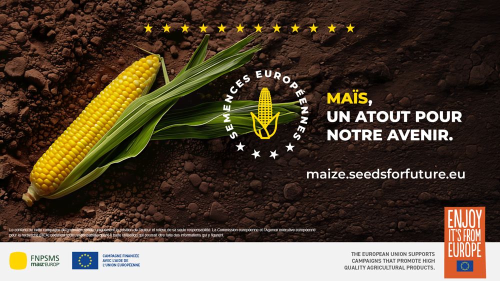 Dans les coulisses des semences de maïs