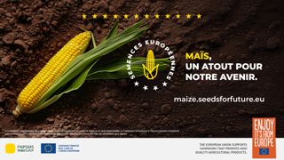 Dans les coulisses des semences de maïs