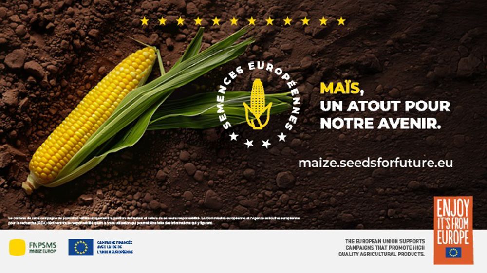 Dans les coulisses des semences de maïs