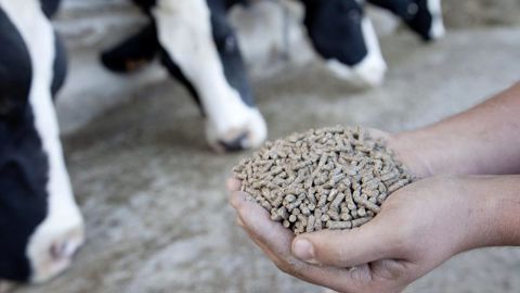 Le prix des aliments pour animaux continue de reculer en septembre 2025, de −3,4 % en un mois.