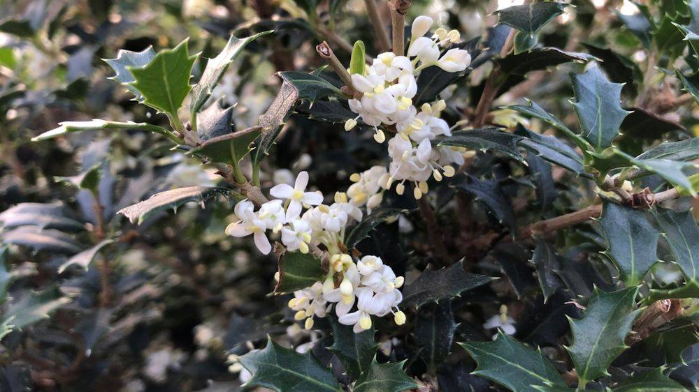 Osmanthus Perfume Party® 'PNOS01'.