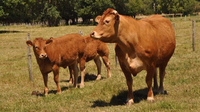 Vache limousine
