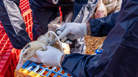 Dans certaines zones, le ministère de l'Agriculture rend obligatoire l'injection d'une troisième dose de vaccin contre la grippe aviaire aux canards.