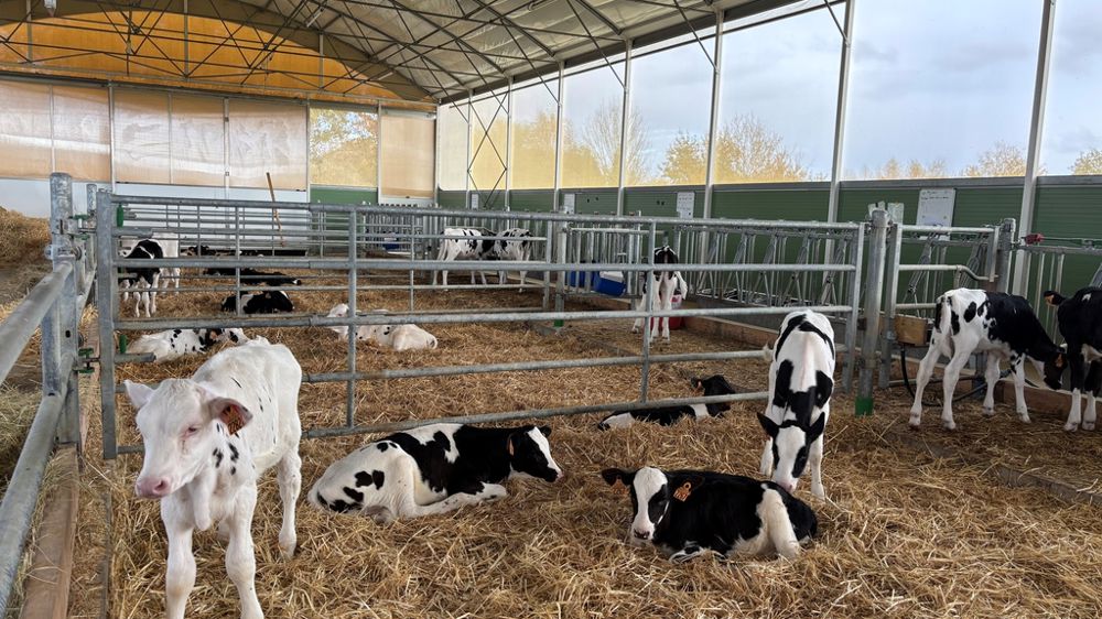 case collective de veau