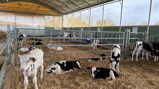 case collective de veau