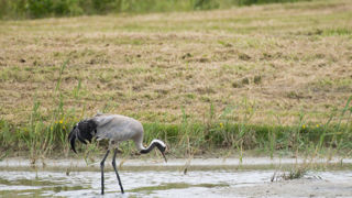 Le rebond inédit de grippe aviaire enregistré en Europe depuis septembre 2025 est porté par les oiseaux migrateurs.