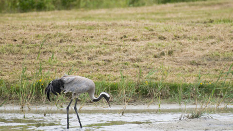 Le rebond inédit de grippe aviaire enregistré en Europe depuis septembre 2025 est porté par les oiseaux migrateurs.