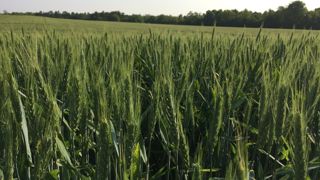 Après de mauvais rendements en 2024, dans la filière CRC, les chiffres pour 2025 sont meilleurs.