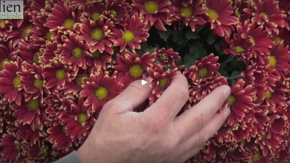 Chrysanthemum ‘Salto’ Rouge & Or