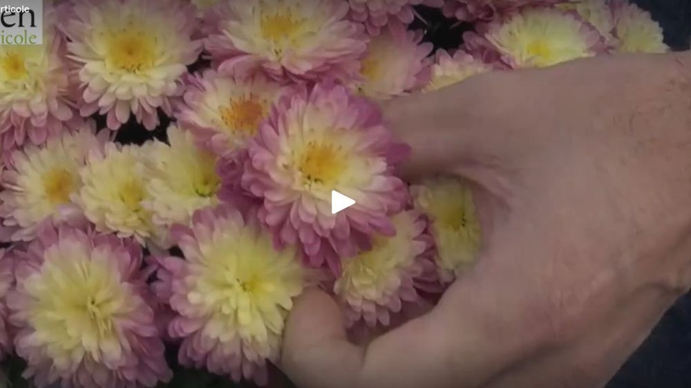 Chrysanthemum ’Zumba’ Red & Gold / Gold Fire