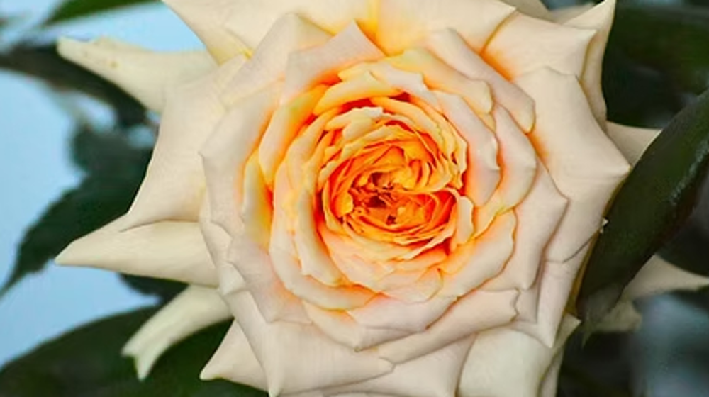 Rosa ‘Fondation Signature’.