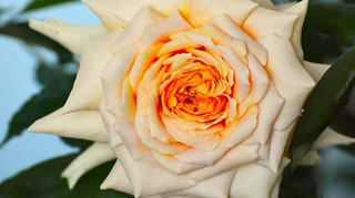 Rosa ‘Fondation Signature’.