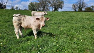 Une année fourragère exceptionnelle, des charges d’aliment un peu en baisse, et surtout des prix de marché jamais atteints, génèrent des prévisions de revenus moyens pour 2025 très favorables en élevage allaitant.