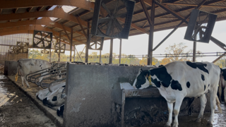 En système laitier c’est 75% du volume d’eau utilisé qui est destiné à l’abreuvement, et en allaitant la proportion est encore plus importante ; de 95 à 99% de l’eau utilisée pour l’abreuvement des animaux.