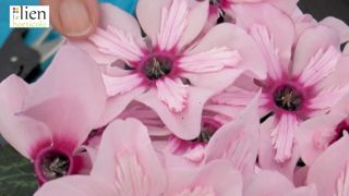 Cyclamen ‘Illusia’