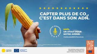 Maïs et CO₂ : entre captation carbone et énergie renouvelable