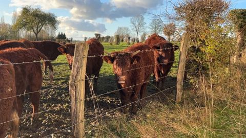 Génisses Salers d'un an
