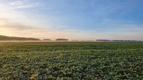 Les ventes de produits phytosanitaires ont enregistré un recul de 36 % depuis 2008, selon les fabricants.