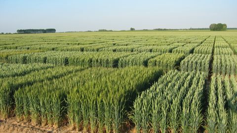 L'Union européenne trouve un accord sur les NGT