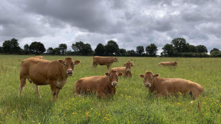 Interbev, l'interprofession du bétail et de la viande, présente dix mesures pour ralentir la baisse du cheptel de bovins, ovins, caprins et équins en France.