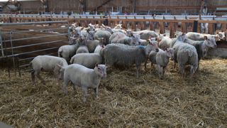 En octobre, la cotation de l'agneau s'est établie à 8,8 €/kg de carcasse en moyenne.