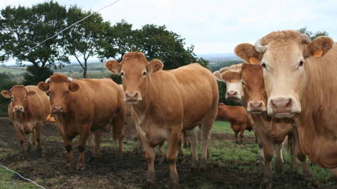 Bovins viande