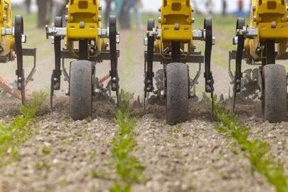 Binage des betteraves