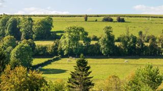 paysage avec des haies