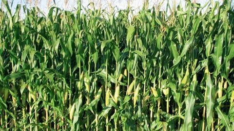 Le site internet Varmaïs permet de comparer en toute indépendance les performances des variétés de maïs fourrage proposées au catalogue.