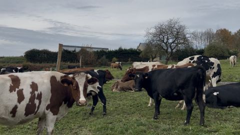 vaches laitières croisées vaches laitières croisées