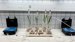 De l’air pur est injecté dans un réacteur en verre dans lequel se trouve un plant de maïs. L’air en sortie passe par un analyseur de COV (composés organiques volatils), non visible sur la photo, qui indique si un ravageur est présent ou non.