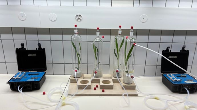De l’air pur est injecté dans un réacteur en verre dans lequel se trouve un plant de maïs. L’air en sortie passe par un analyseur de COV (composés organiques volatils), non visible sur la photo, qui indique si un ravageur est présent ou non.