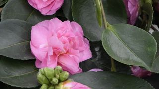 Camellia sasanqua ‘Waterfall Pink’.
