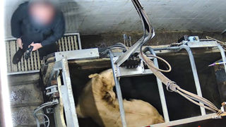 L’association L214 a porté plainte contre l’abattoir multi-espèce de Cosne-sur-Loire dans la Nièvre, et demandé sa fermeture.