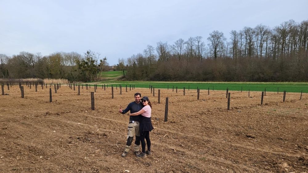 Plantation d'oliviers