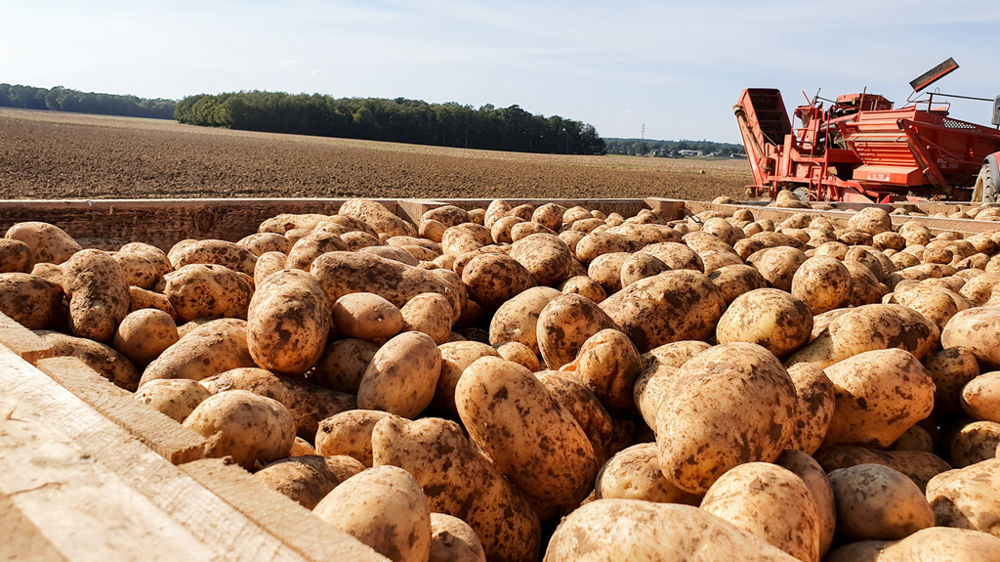 Pommes de terre