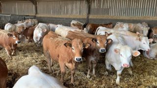 Engraissement de broutards charolais et aubrac