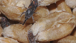 La désinsectisation par chauffage électromagnétique des grains est validée pour les volumes destinés à la formulation d’aliments pour animaux.