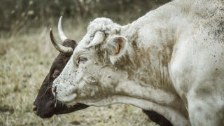 La DNC, comme la FCO ou la MHE, se propagent par l'intermédiaire de vecteurs tels que des insectes.