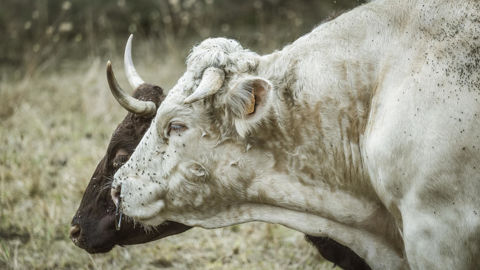 La DNC, comme la FCO ou la MHE, se propagent par l'intermédiaire de vecteurs tels que des insectes.