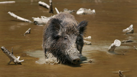 Le gouvernement espagnol a admis au début du mois la possibilité que le foyer de PPA chez des sangliers dans la région de Barcelone, ait pour origine une fuite accidentelle du virus dans un laboratoire.