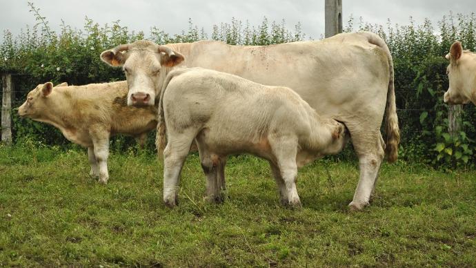Charolais