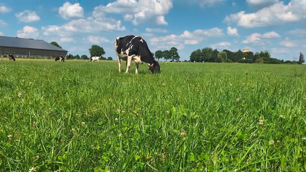 vache holstein au pâturage