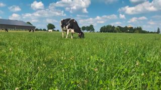 vache holstein au pâturage