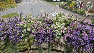 Scaevola aemula 'Fanatix'.