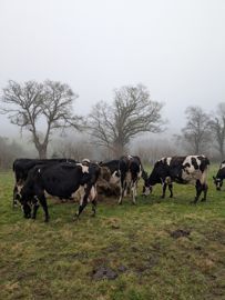 Vaches taries en bale grazing à Trévarez 29
