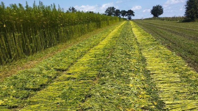 Chanvre textile fauché