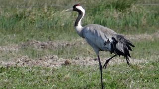 La circulation du virus de la grippe aviaire en Europe est particulièrement intense chez les oiseaux sauvages.