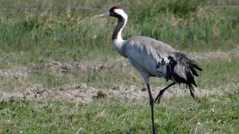 La circulation du virus de la grippe aviaire en Europe est particulièrement intense chez les oiseaux sauvages.