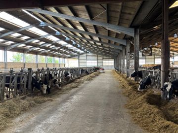 Holsteins en stabulation